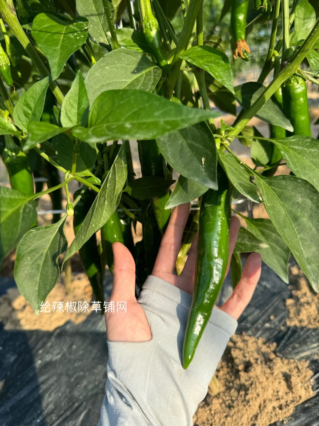 重启人生｜韩国农场打工换宿_5_張甸甸_来自小红书网页版.jpg