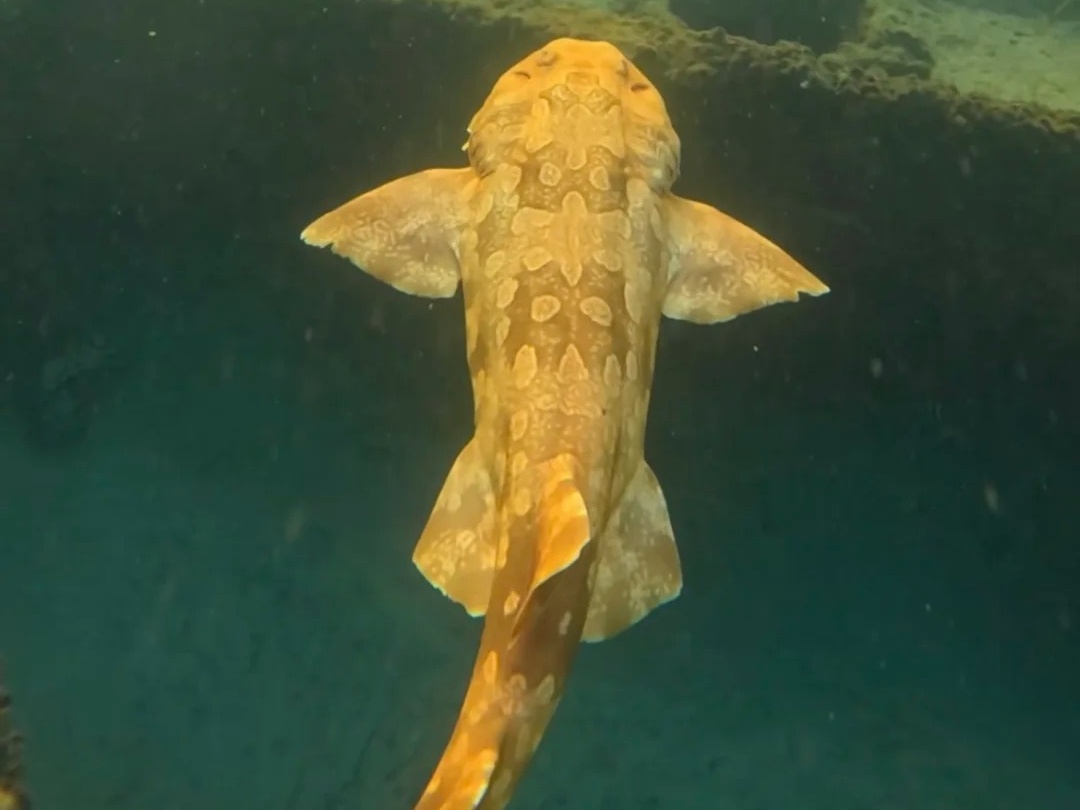 布里斯班摩顿岛🐬_2_CanSEm_来自小红书网页版.jpg