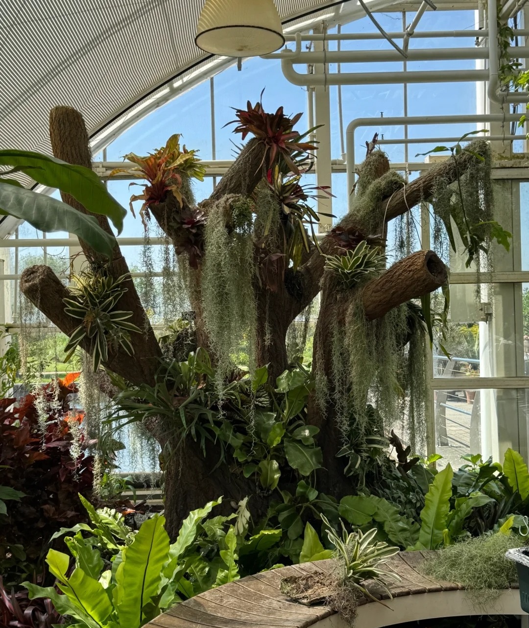 伦敦周边紫藤秘境RHS Garden Wisley_10_打喷嚏冠军_来自小红书网页版.jpg